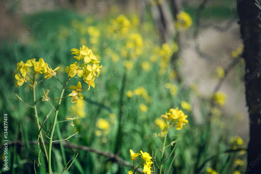 yellow flowers and grass feild on the mountain yellow flowers and grass feild on the mountain