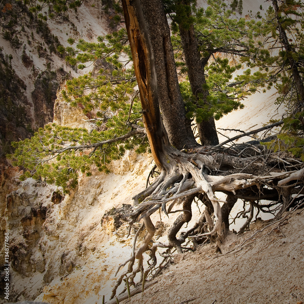 Tree at Artist Point in the Grand Canyon of the Yellowstone, Yel