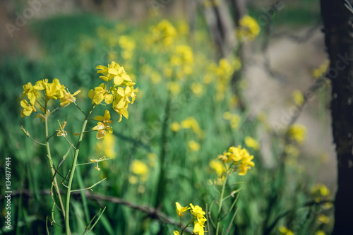 yellow flowers and grass feild on the mountain
