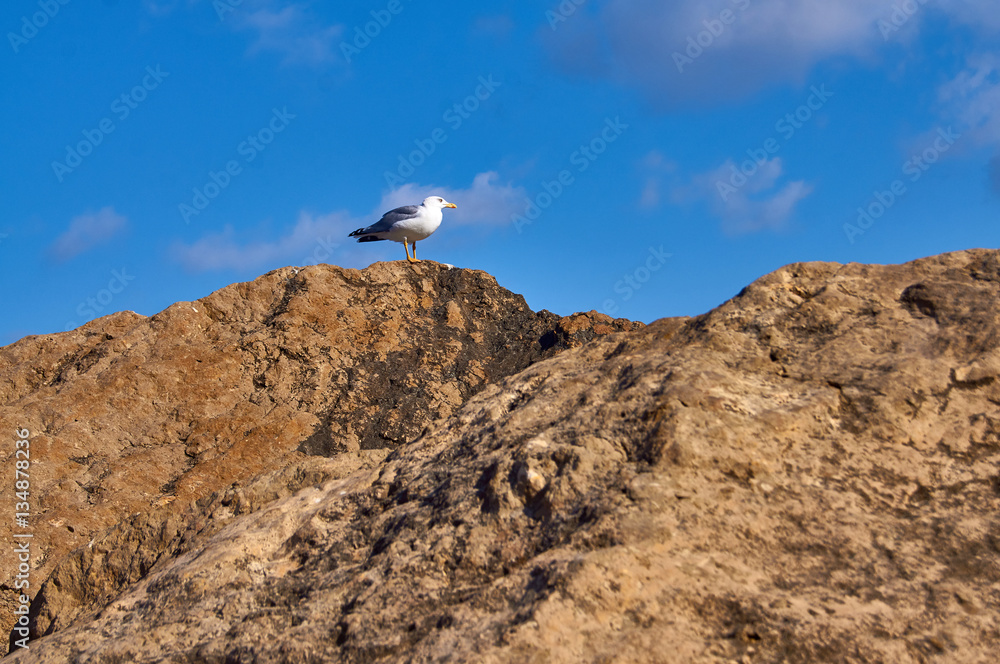 Seagull sitting on the rock on the sky background. Seagull sitting on the rock on the sky background.