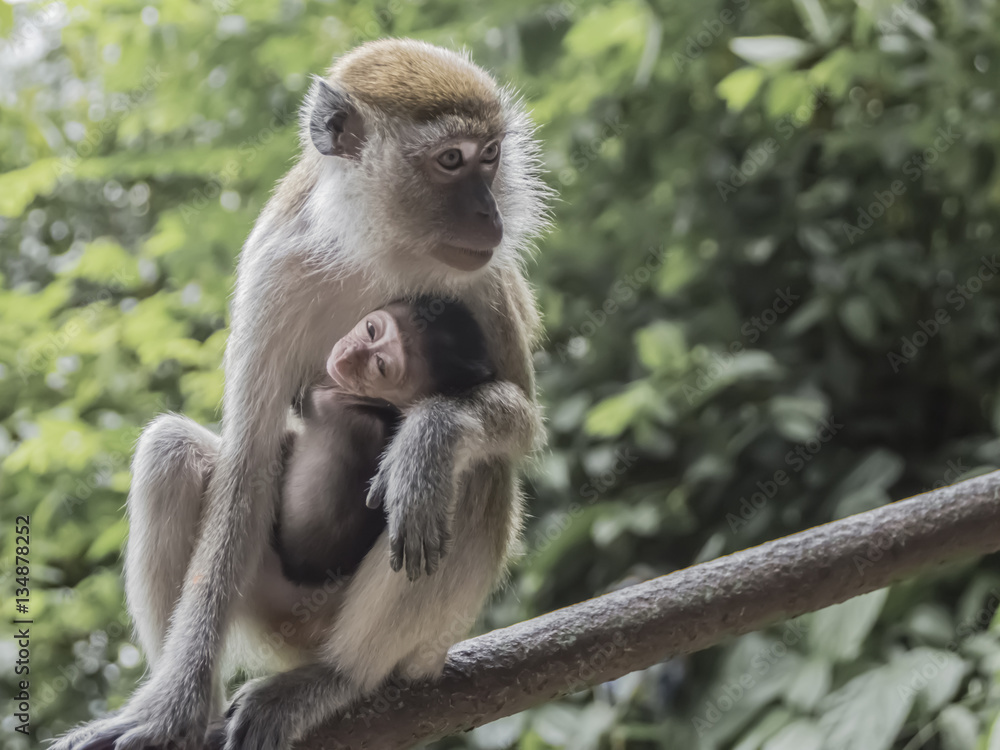 Naklejka premium Mother monkey with its baby