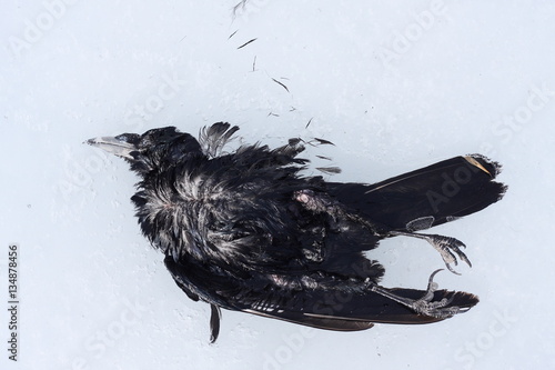 A dead rook (Corvus frugilegus) on the ice photo