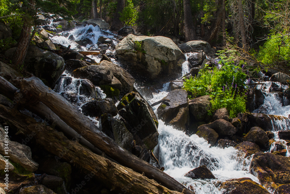 A quick mountain stream rushes past granite boulders and fallen trees in a lush canyon in the high sierra A quick mountain stream rushes past granite boulders and fallen trees in a lush canyon in the high sierra