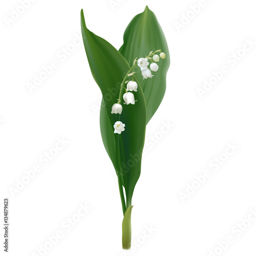 Convallaria majalis - Lilly of the valley. Hand drawn vector illustration of white spring flowers and lush foliage on white background. 