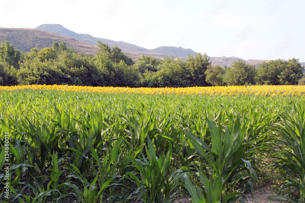 Fields of Corn and Sunflower Fields of Corn and Sunflower