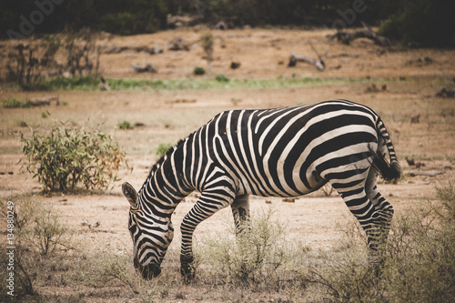 Zebra grazing alone in the Tsavo East National Park