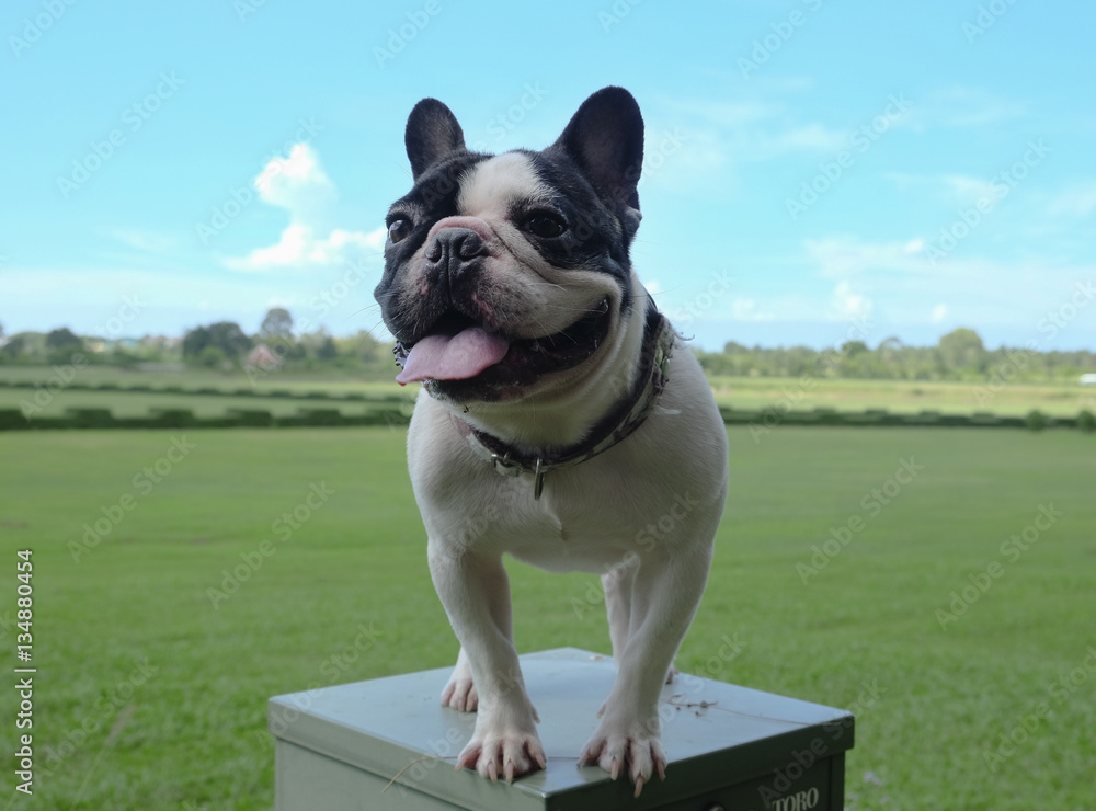 french bulldog french bulldog
