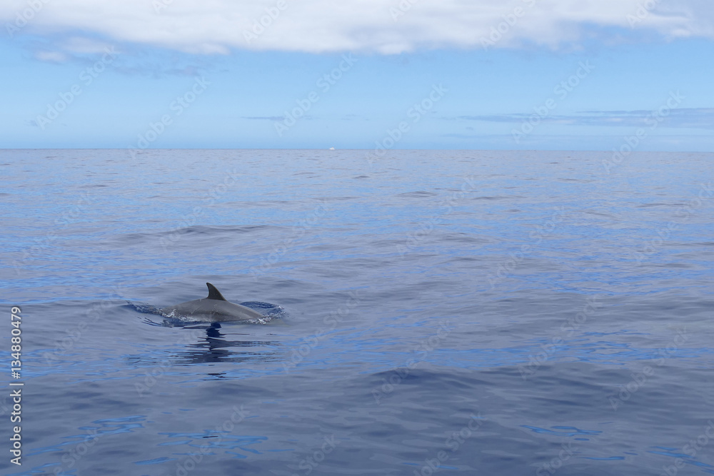 Fototapeta premium Delfin taucht auf ( Set Bild 4 von 4)