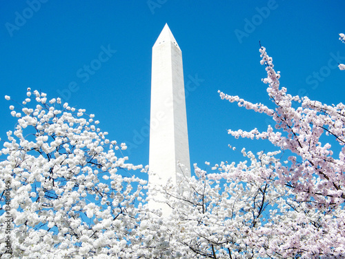 Washington Cherry Blossoms and Monument March 2010