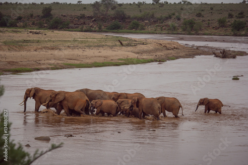 A herd of elephants crossing a river to go on the other side © CarlottaV