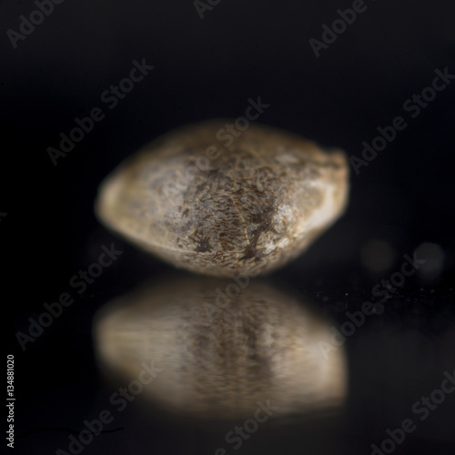 marijuana seed over black reflective background - cannabis growi photo