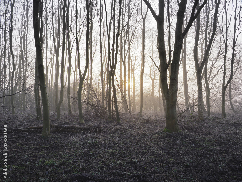 Misty woodland in the early morning winter sunlight