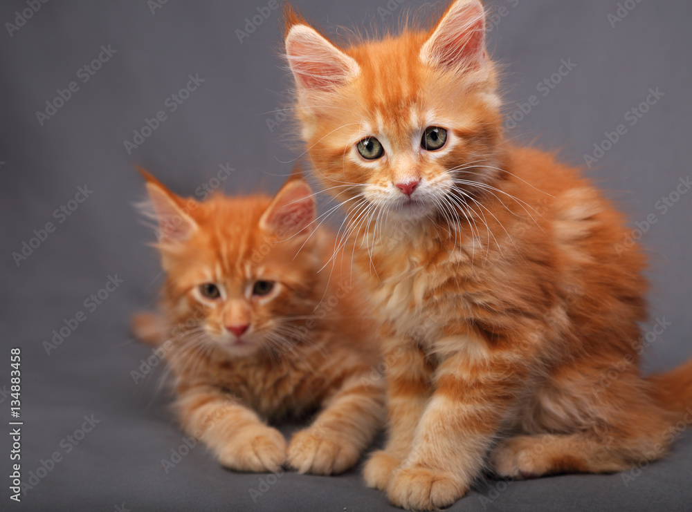 Two adorable red solid maine coon kitten sitting with relaxing l