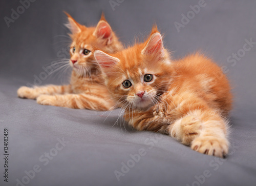 Two adorable playful red solid maine coon kitten lying with beau © nastia1983