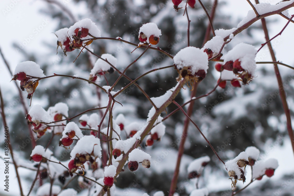 rosehip berries on the branches in the snow rosehip berries on the branches in the snow