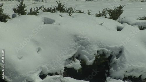 Bright Sun Melts Snow on Bushes Time Lapse photo