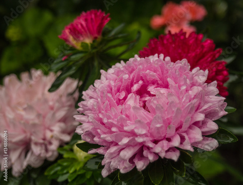 Pink  and Red Asters