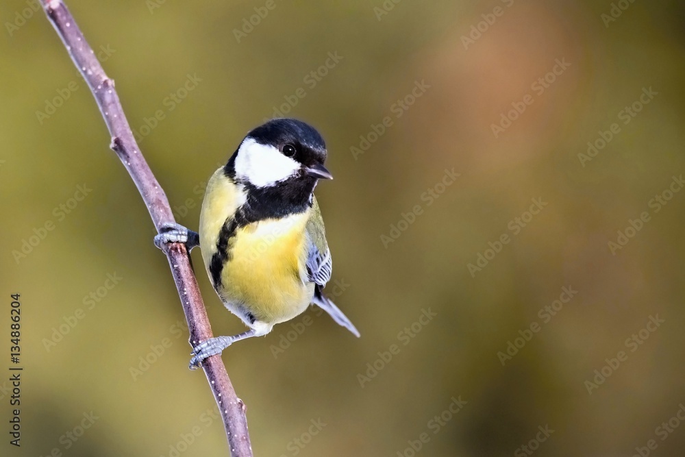 Parus major, Blue tit . Wildlife titmouse sitting on a twig. Europe, country Slovakia. Parus major, Blue tit . Wildlife titmouse sitting on a twig. Europe, country Slovakia.