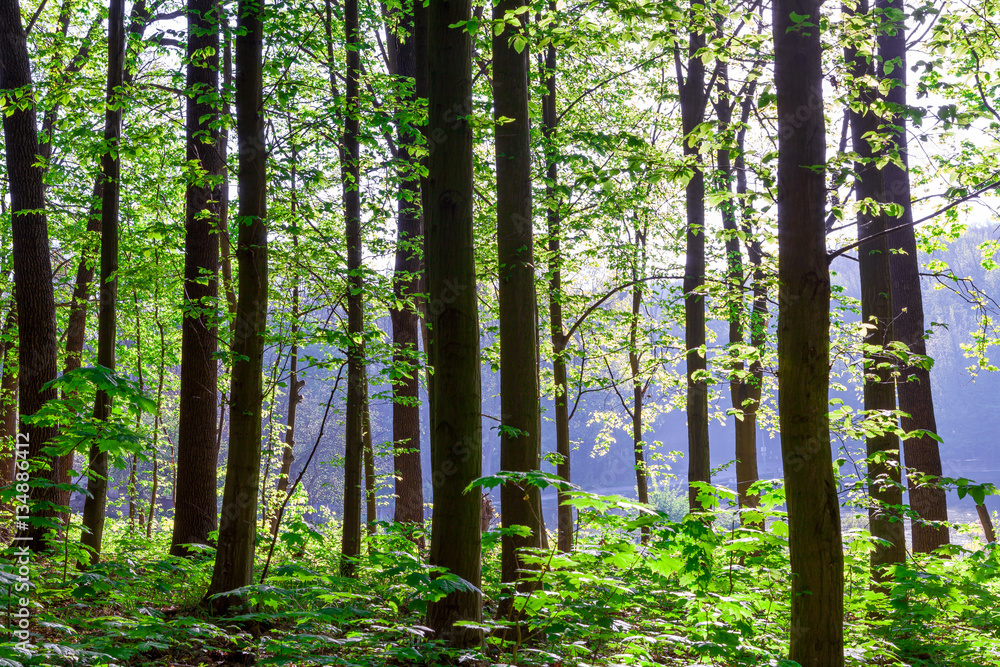 Fototapeta premium beautiful green forest