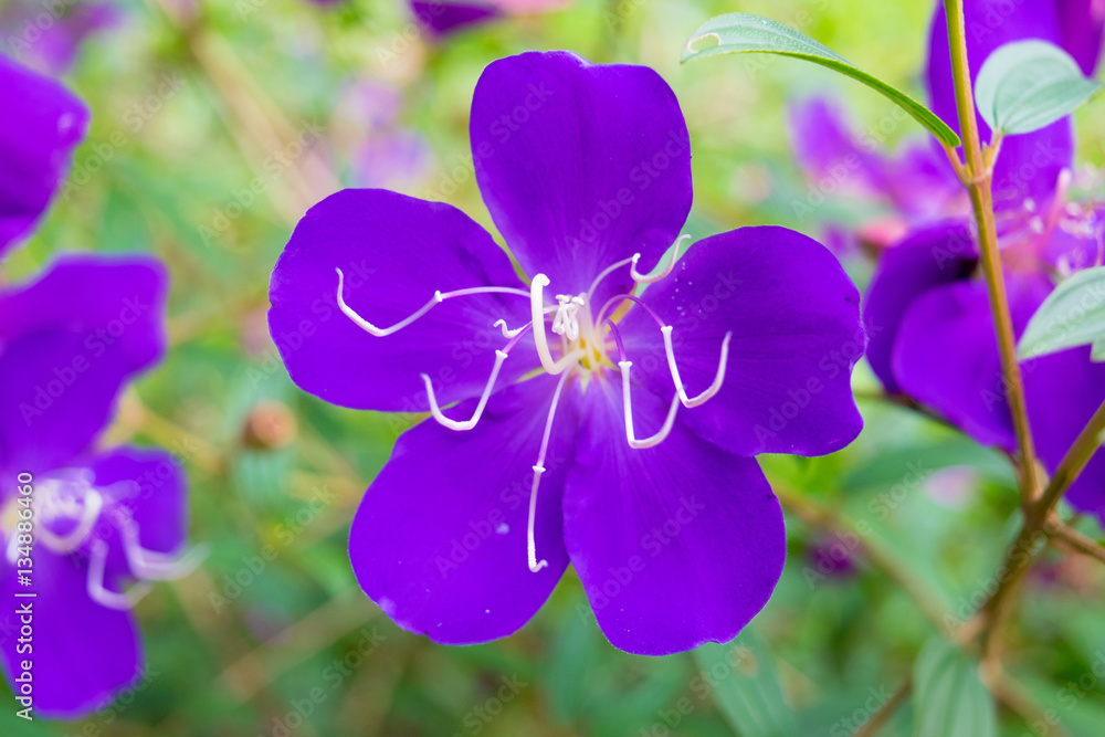 Sweet purple flower with five petals and long stamens