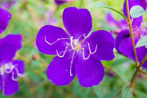 Obraz na płótnie Sweet purple flower with five petals and long stamens w salonie