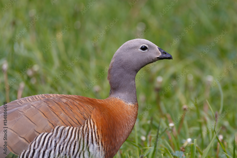 Patagonia goose sales