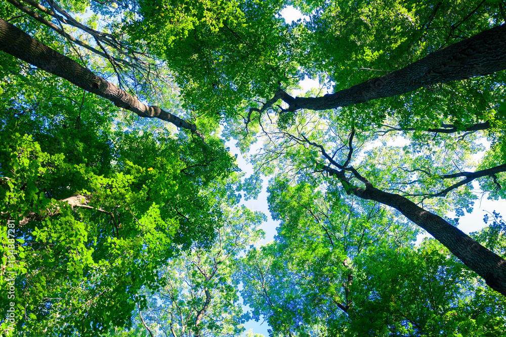 Fototapeta premium forest trees nature green wood sunlight backgrounds