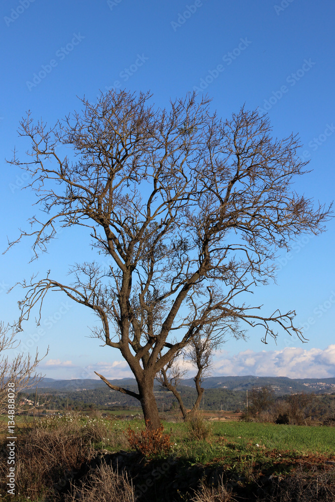 Arboles en otoño