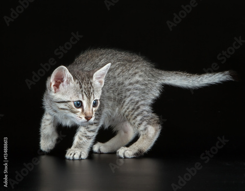Obraz na płótnie Cute Egyptian Mau Little Kitten