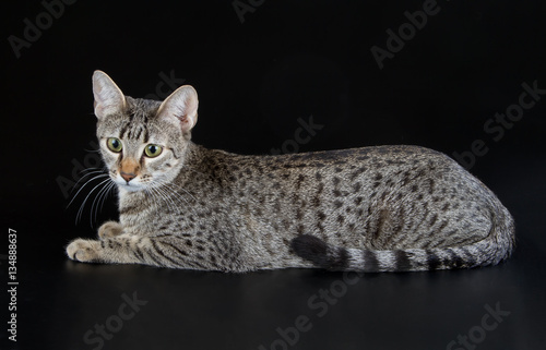 Fotografie Cute Egyptian Mau Little Kitten