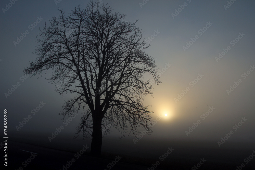 black silhouette of tree in fog