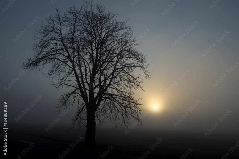 black silhouette of tree in fog black silhouette of tree in fog