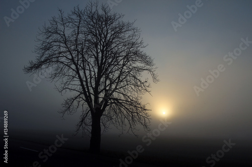black silhouette of tree in fog © tomas