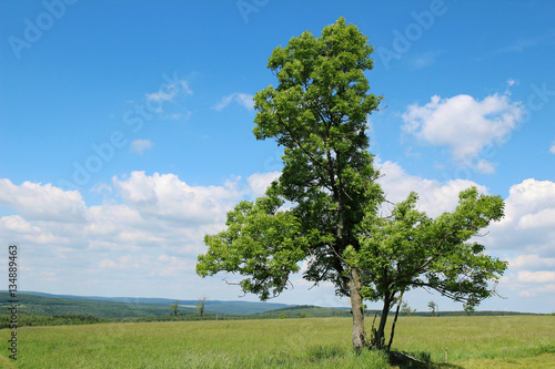 deciduous tree standing in a meadow