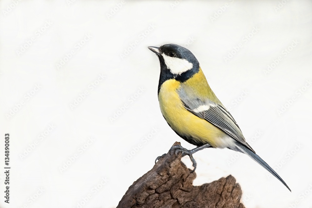 Parus major, Blue tit . Wildlife titmouse sitting on a twig. Europe, country Slovakia. Parus major, Blue tit . Wildlife titmouse sitting on a twig. Europe, country Slovakia.