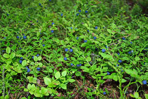 The blueberry bushes in the woods and lots of blue of ripe blueb