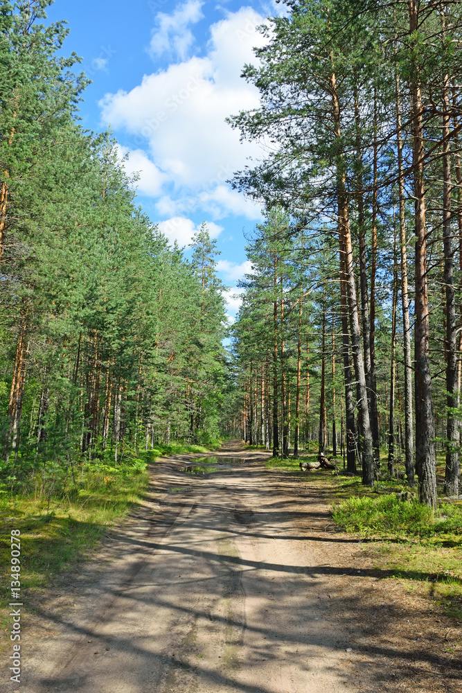 Obraz premium Forest road in a pine forest on a summer day under the blue sky