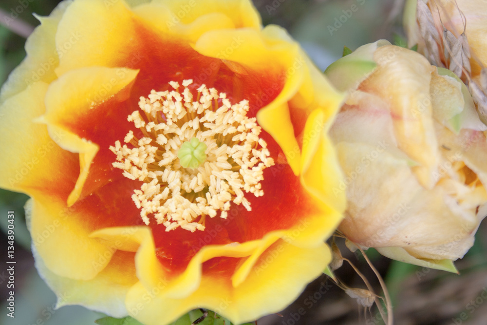 A yellow and red prickly pear cactus flower closeup with buds in