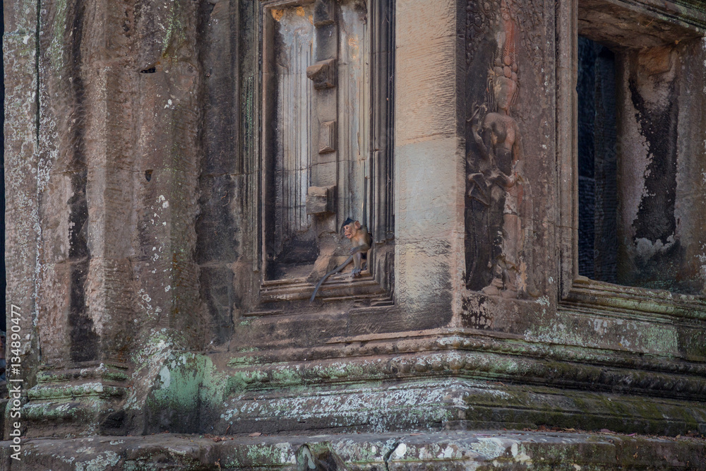 Junger Affe in der Tempelanlage von Angkor Wat, Kambodscha
