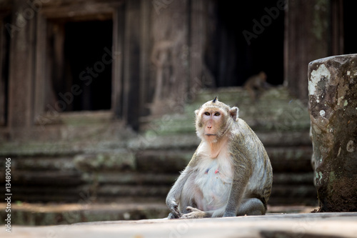 Affe in der Tempelanlage von Angkor Wat, Kambodscha photo