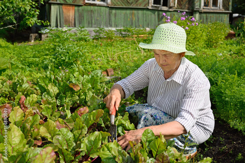 The old woman loosens the ground in the garden with young beets