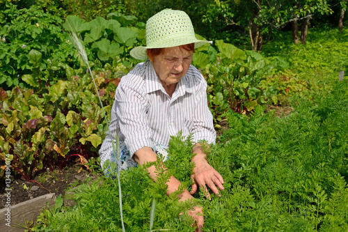 The older woman concentrated on weeding the flower bed with youn