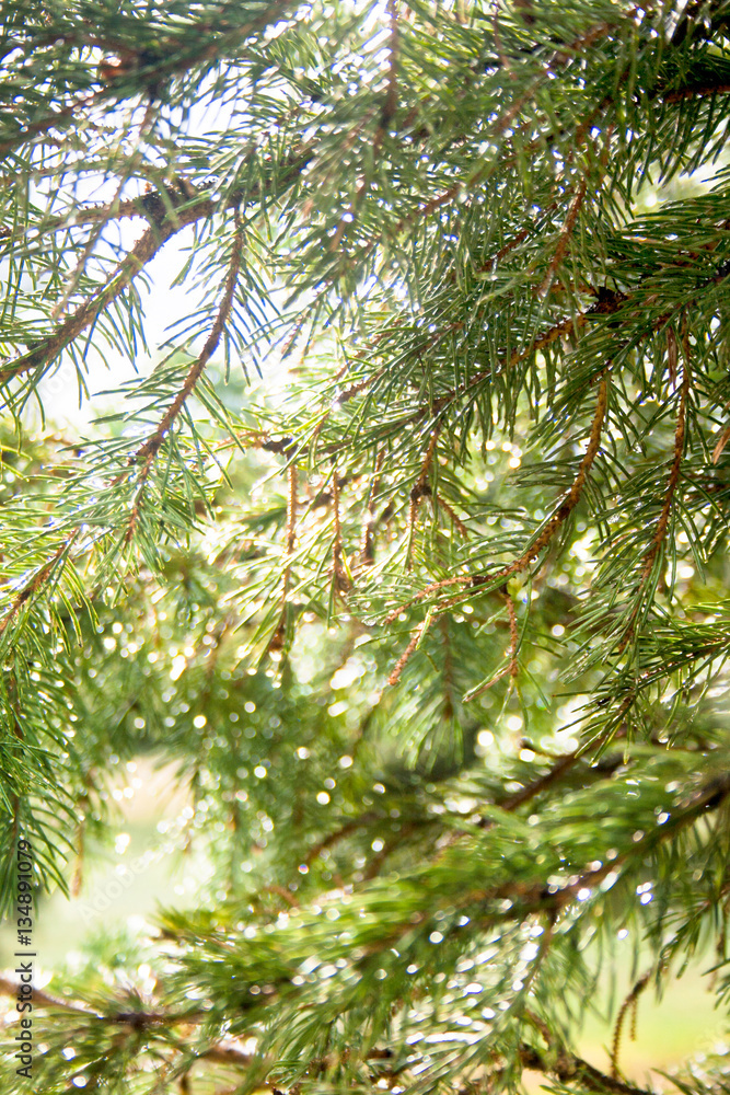 Sunlight shining on these pine needles dripping from a recent rain creates a peaceful and pretty background.