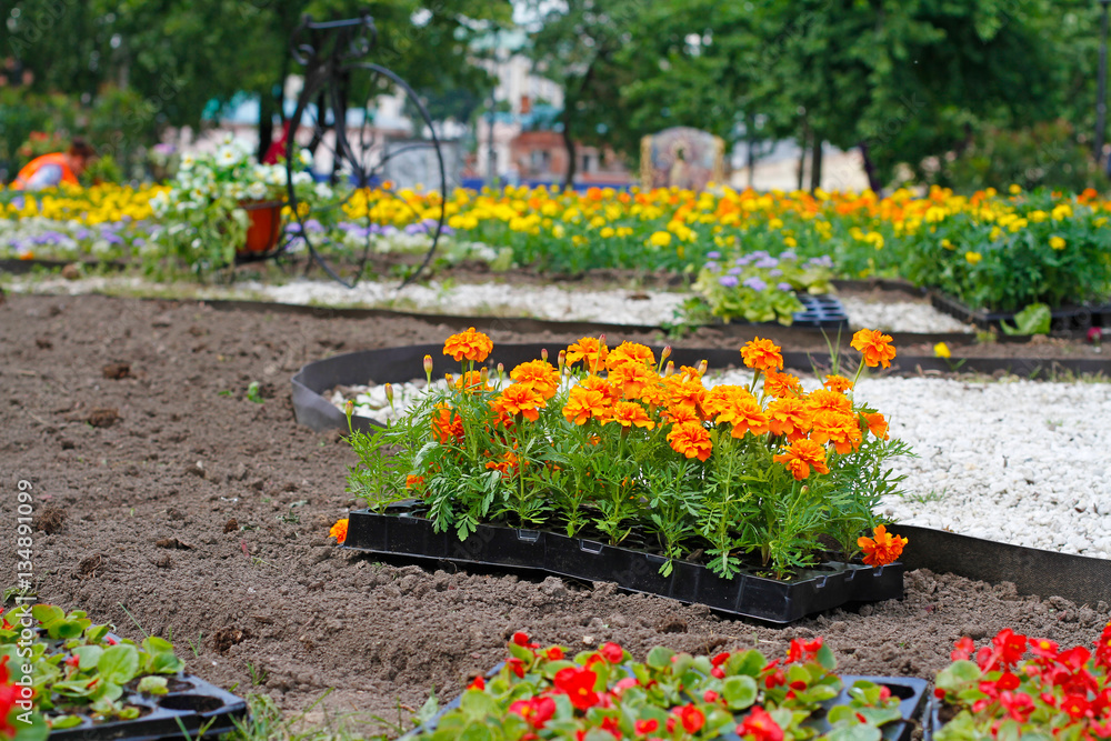 Bright orange marigolds in plastic pots for planting in the flower bed on the street