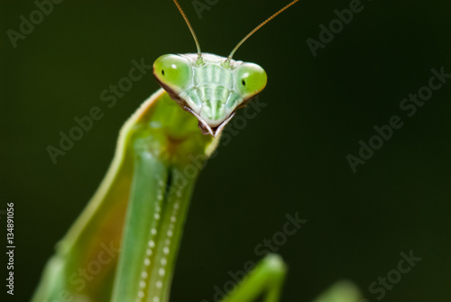 Praying Mantis