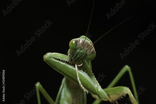 Praying Mantis