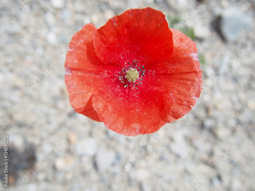 A single red poppy grows in the wild.