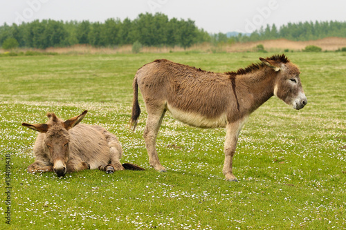 Two donkeys resting