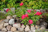 Bush red dwarf rose on the pile of stones in the village of Vyri