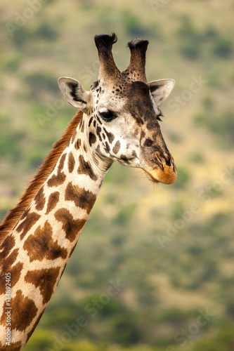 Fototapeta Naklejka Na Ścianę i Meble -  Giraffe Masai Mara Kenya Africa